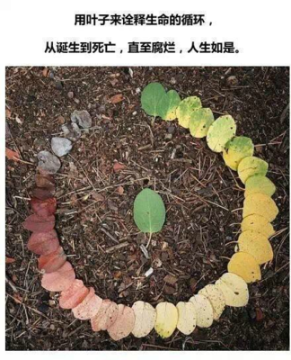 叶子与人生